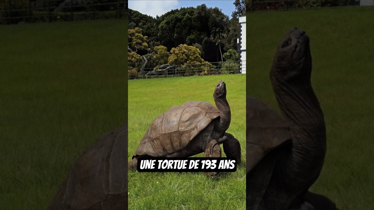 Je te présente Jonathan une tortue des Seychelles de 193 ans 🐢#tortue #turtle #animaux #seychelles