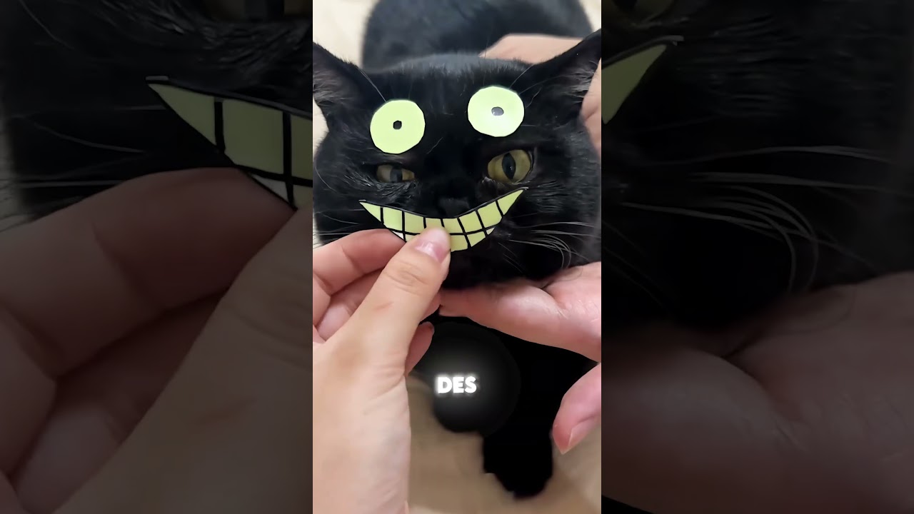 N'ACHETEZ JAMAIS DE CHAT NOIR ! 😱🐈‍⬛❌