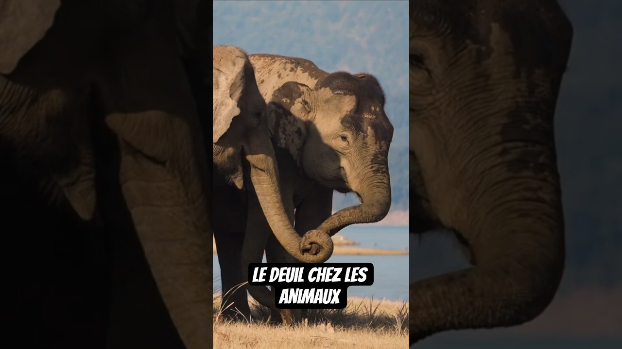 Le Deuil chez les animaux 🕊 #animaux #animal #elephant #orque #documentaire
