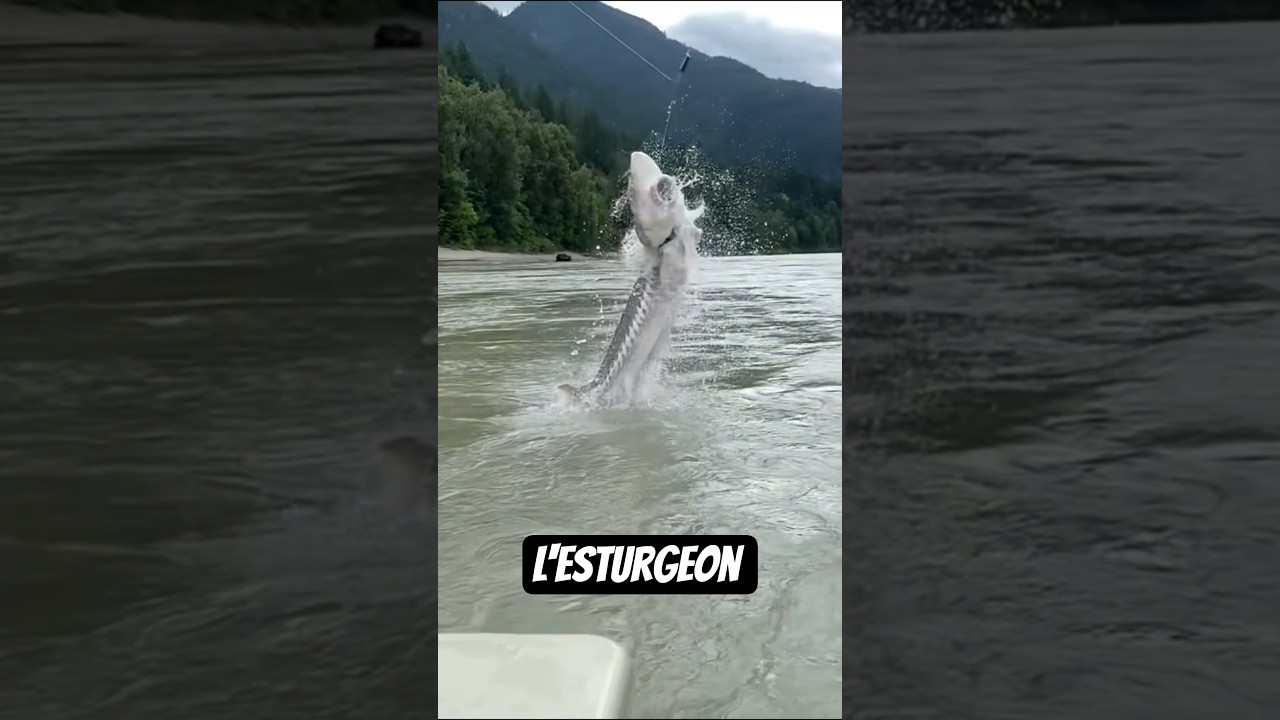 Le grand secret de l'esturgeon ! 👀 #esturgeon #sturgeon #poisson #fish #peche #fishing #animaux