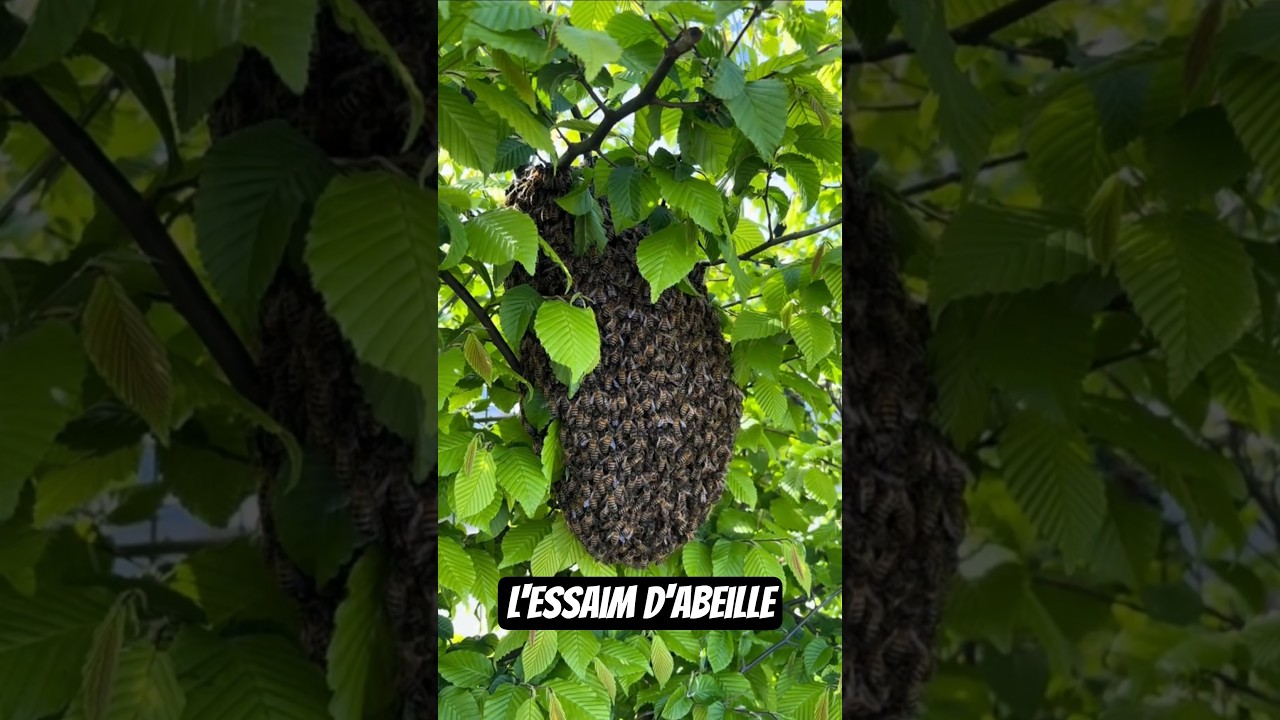 Les Essaims D'abeilles ! 🐝 #abeille #abeilles #bee #animaux #animal #insect #ruche