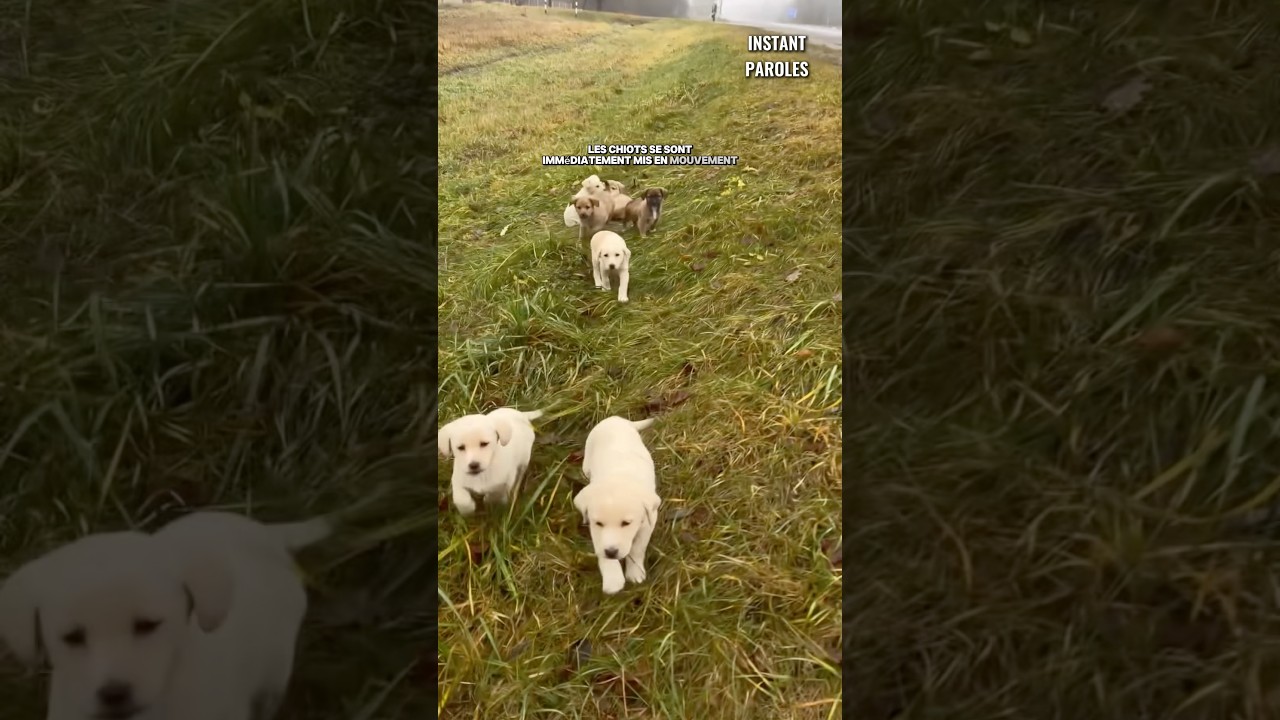 Ce refuge se déplace pour retrouver sept chiots abandonnés dans un village