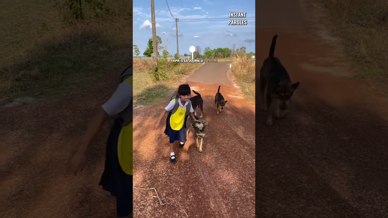 Ces chiens attendent l’arrivée du bus scolaire puis accueillent cette fille qui rentre de l’école