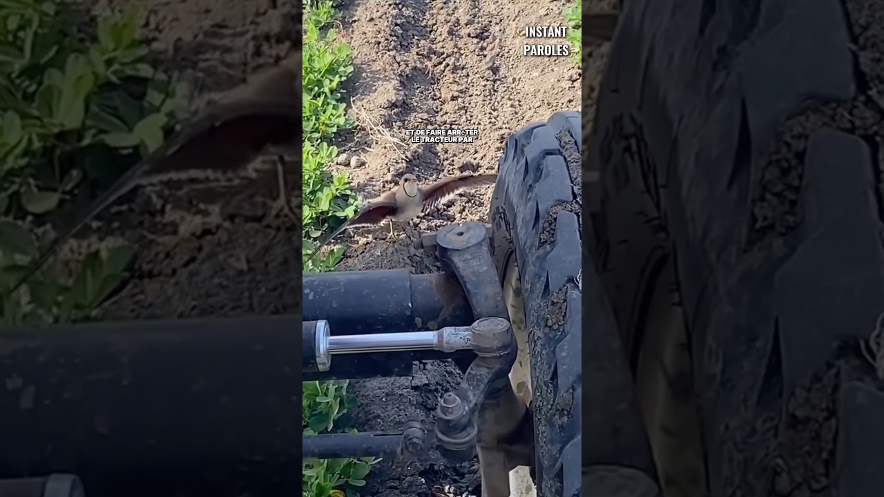 Cet oiseau fait arrêter ce tracteur pour une bonne raison