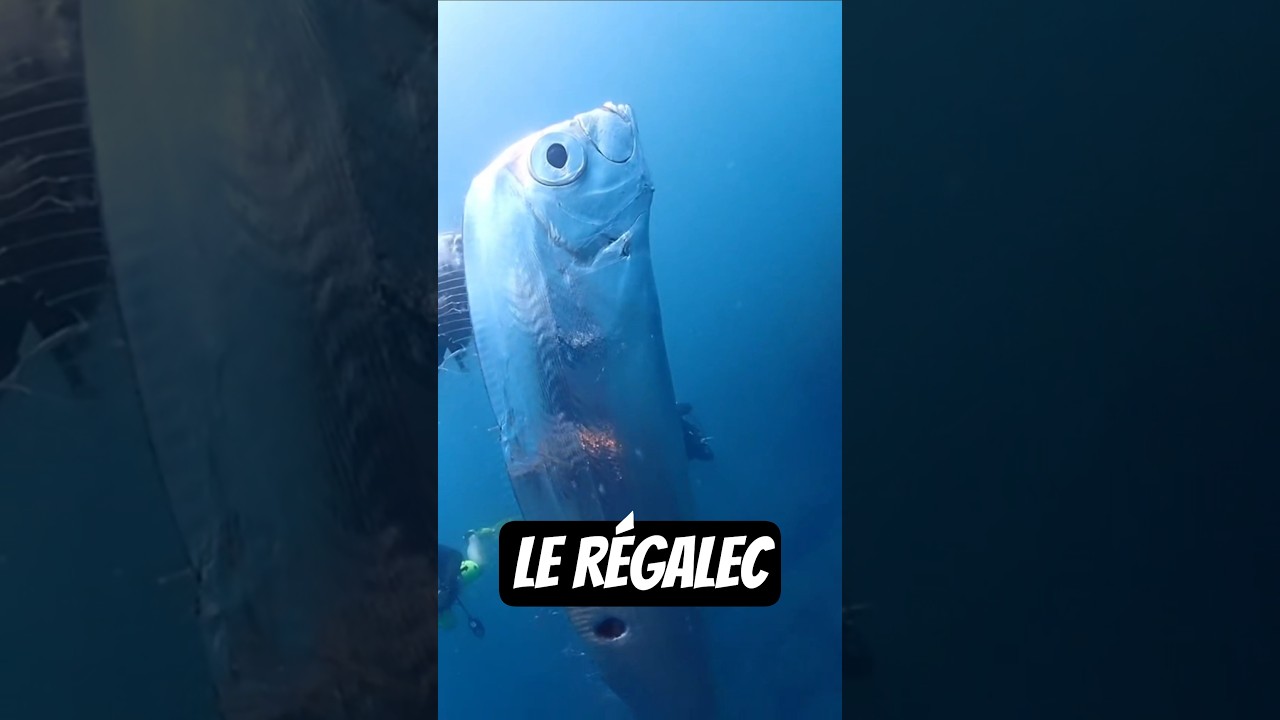 Ce poisson est capable de prédire les catastrophes naturelles 😱 🌍 Voici le Régalec ! #poisson #fish