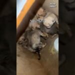 Ces chiots commencent une nouvelle vie grâce à la mobilisation de cette famille