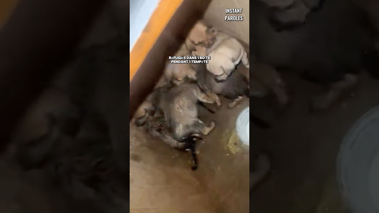 Ces chiots commencent une nouvelle vie grâce à la mobilisation de cette famille
