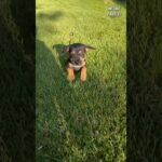 Cette femme adopte ce chiot abandonné et lui offre une nouvelle vie