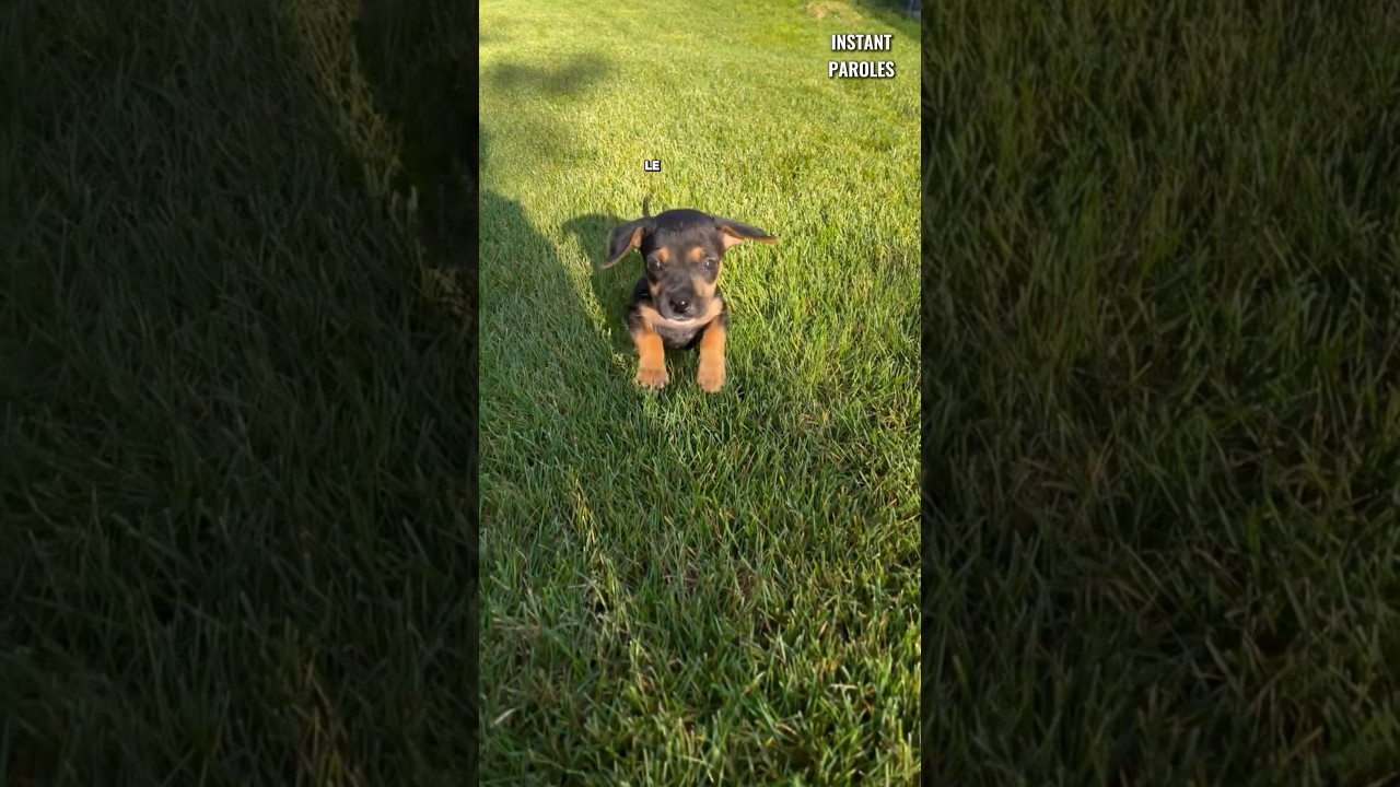 Cette femme adopte ce chiot abandonné et lui offre une nouvelle vie