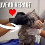 Ces chiens abandonnés ont croisé les bonnes personnes…