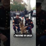 Un chien devenu une légende ! Voici l'histoire de Lucca 🎖 #chien #dog #militaire #pourtoi