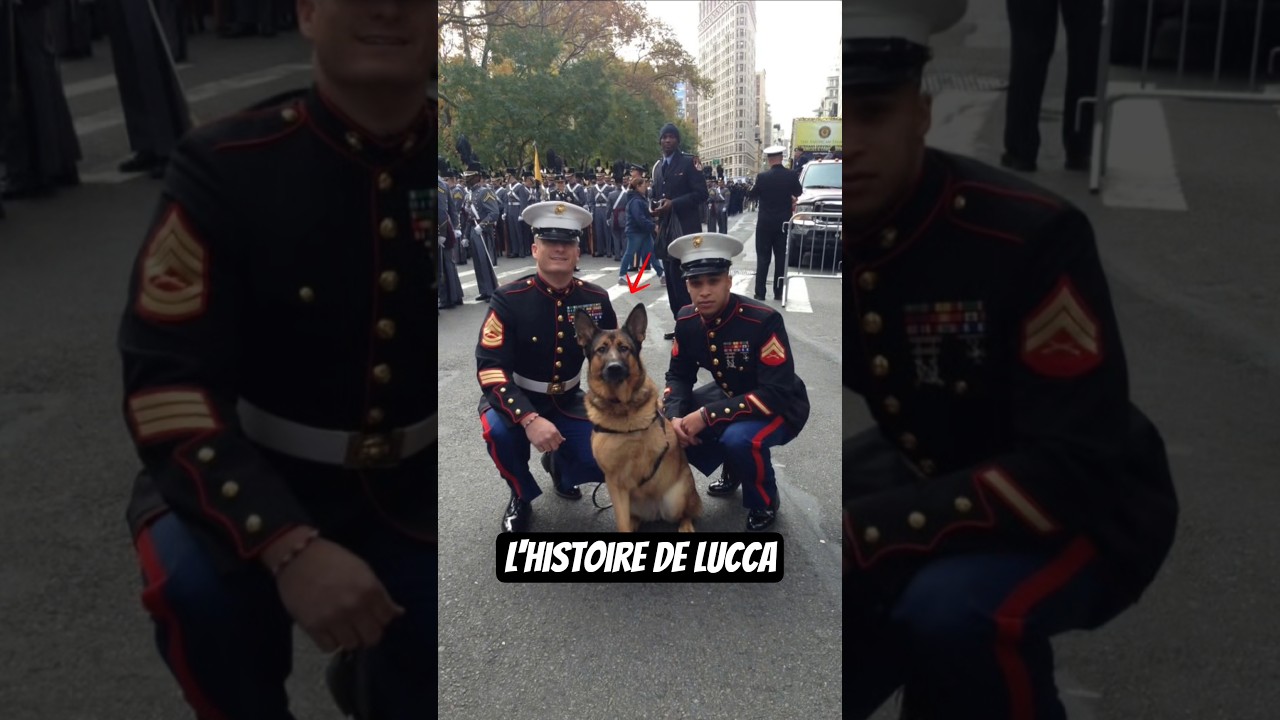 Un chien devenu une légende ! Voici l'histoire de Lucca 🎖 #chien #dog #militaire #pourtoi