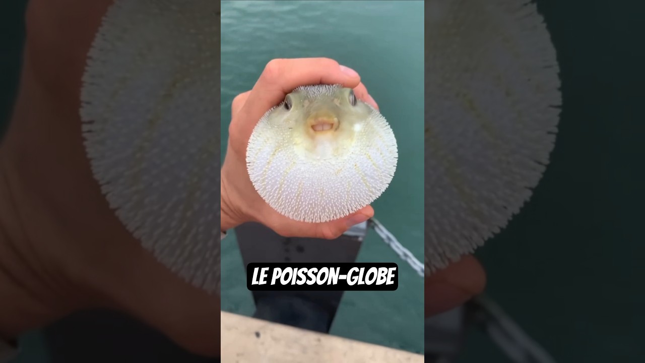 Voici le Poisson-Globe 🐡 #pufferfish #poissonglobe #poisson #fish #animaux #ocean #mer #videodrole