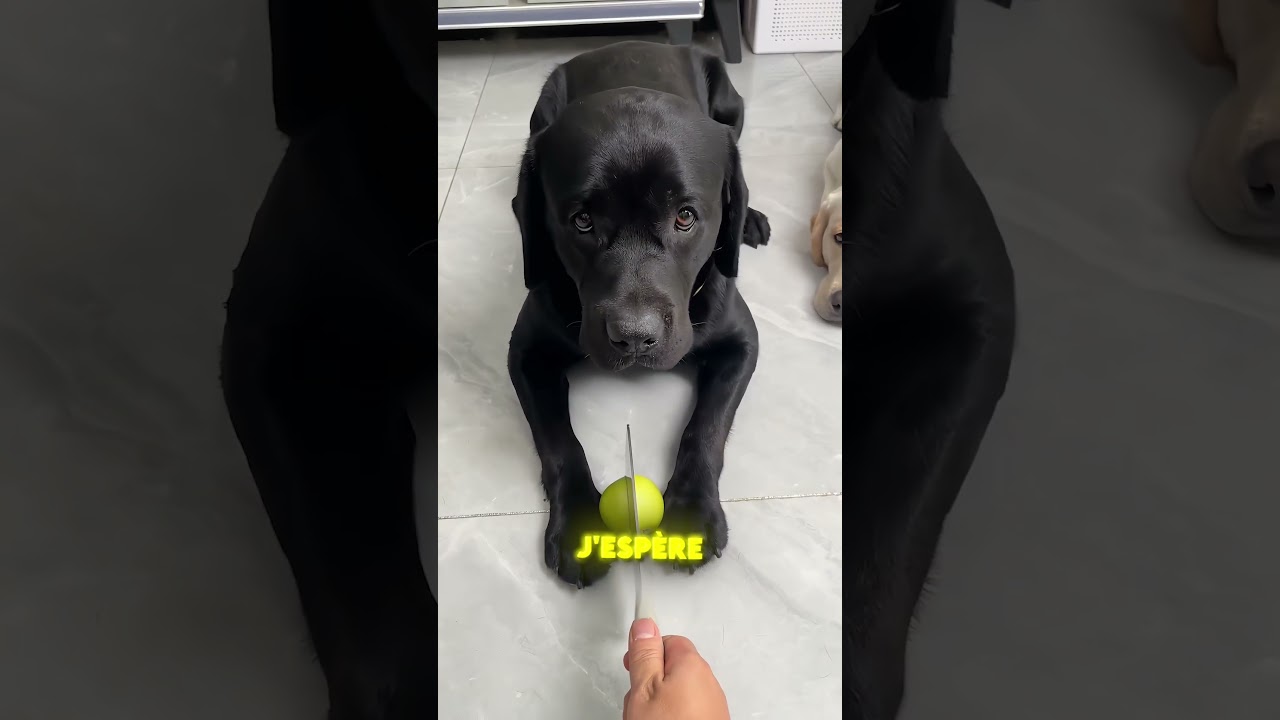 SON CHIEN EST TERRIFIÉ ! 😱🔪