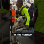 L'histoire du chien de sauvetage Tsunami 🇻🇪 #venezuela #chien #dog #dogrescue #animaux #earthquake