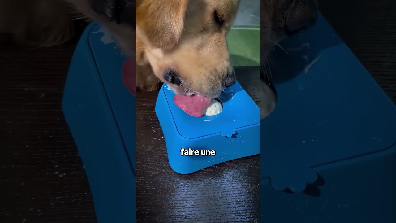Il A Inventé La Promenade Flemmarde Pour Son Chien 😳