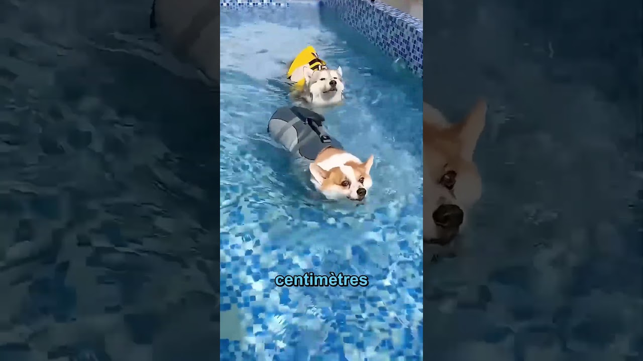 Les Chiens Ont Relevé Le Défi De Natation 😱