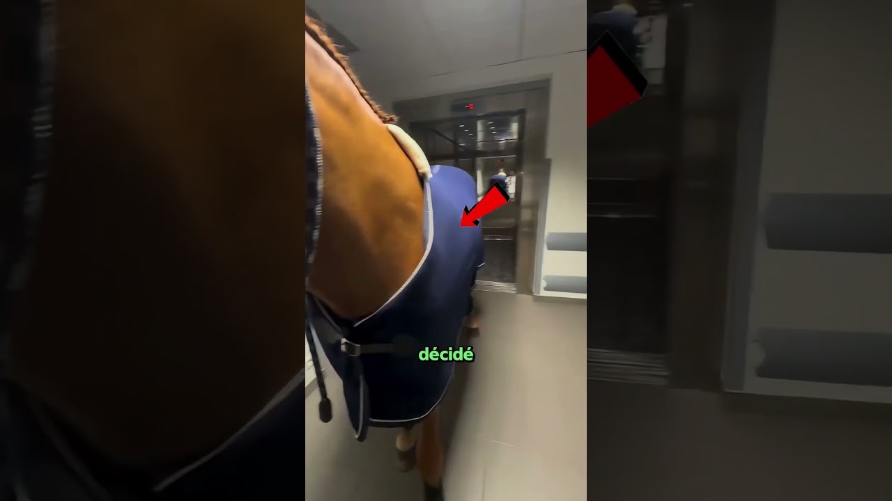 Le Cheval Est Entré Dans L'Ascenseur Tranquille 😭🐴