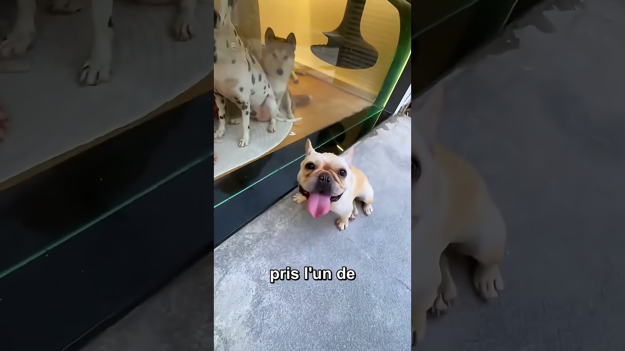 Cet Homme A Dormi Dans La Maison Des Chiens 😯❤️