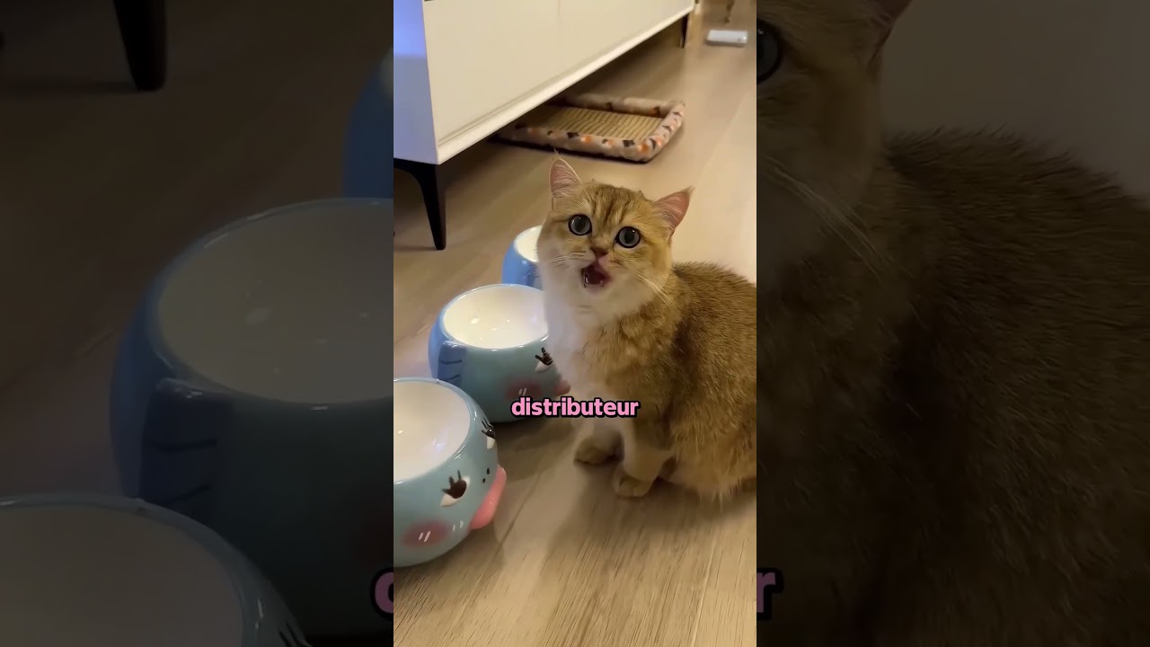 Le Chat A Refusé De Quitter Son Maître 🥹💔