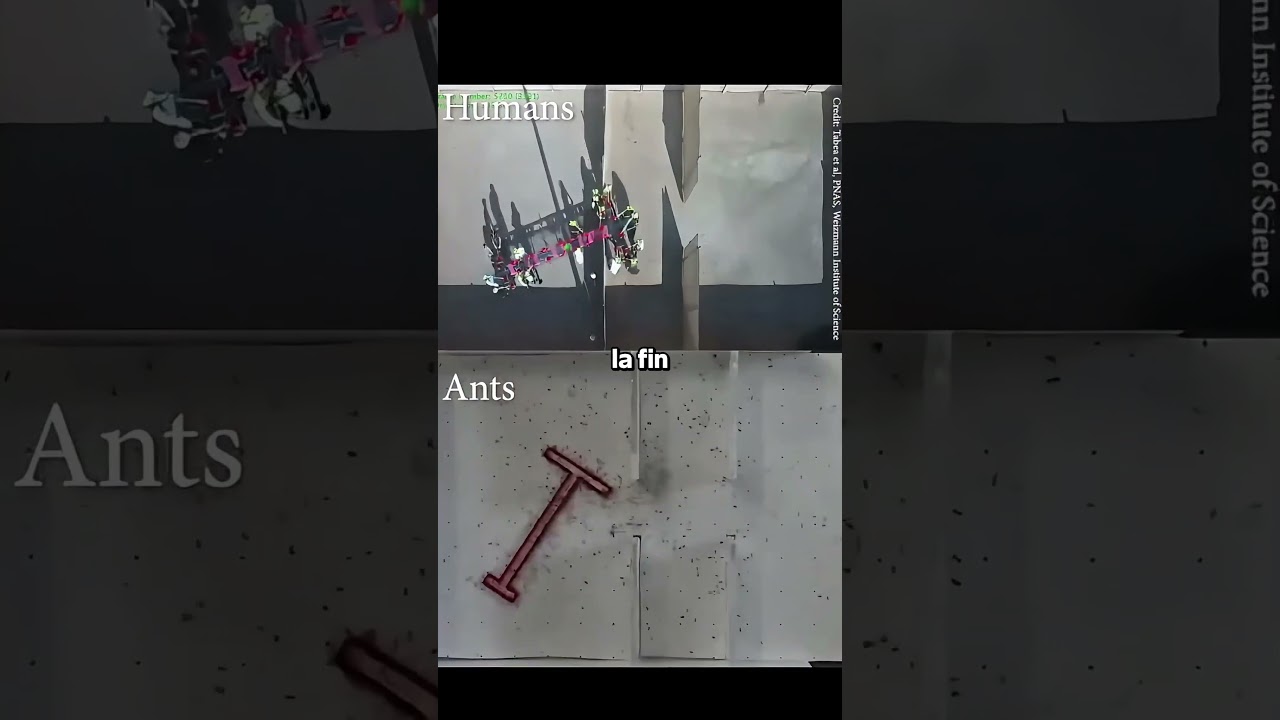 Fourmis Vs Humains Qui Est Le Plus Intelligent ! 🤯
