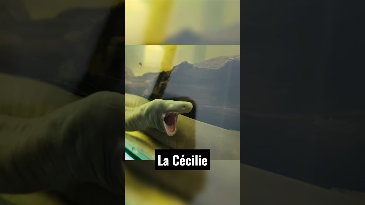 CE N'EST NI UN SERPENT NI UN VER ! 😱 #cecilie #amphibien #animaux #animal #serpent #snake #fyp