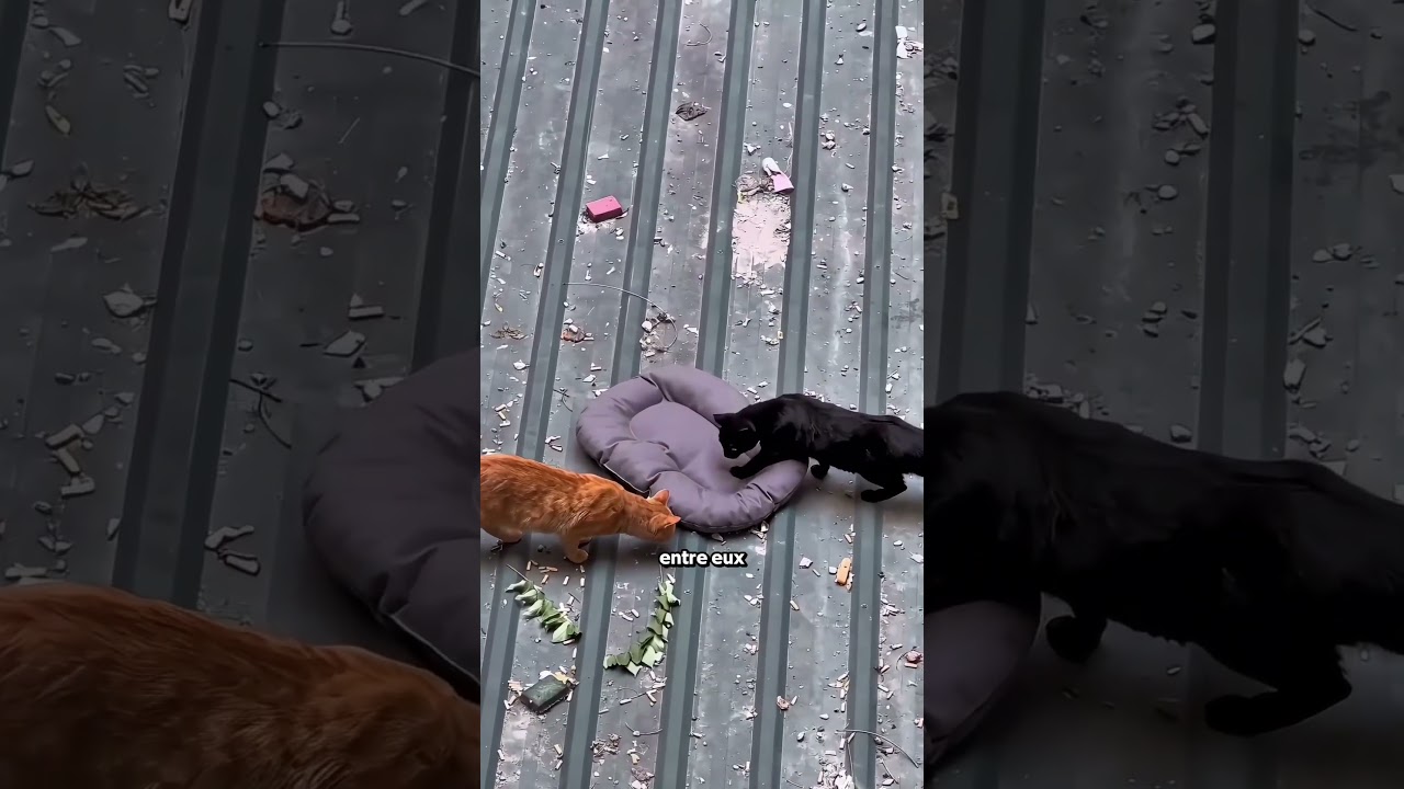 Il Voulait Sauver Qu'un Seul Chaton ! 🥺