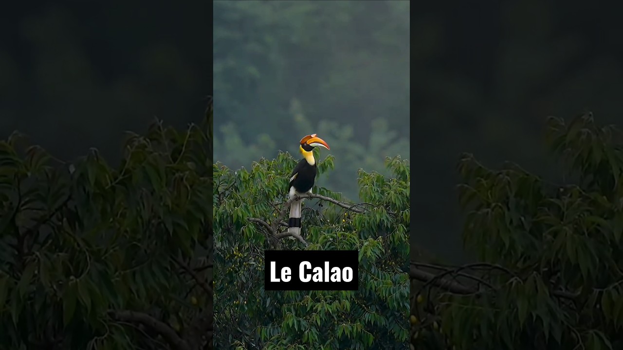 Cette façon de protéger ses petits est juste incroyable ! Voici le Calao ! 🦜 #Calao #hornbill #birds