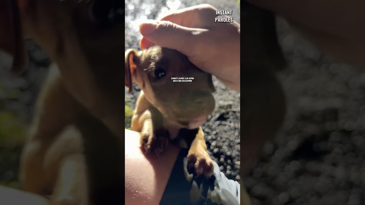 Cet homme vient en aide à ce chiot abandonné au milieu du chemin